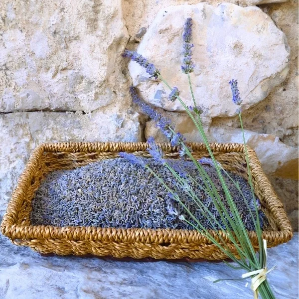 Fleurs de lavandin séchées