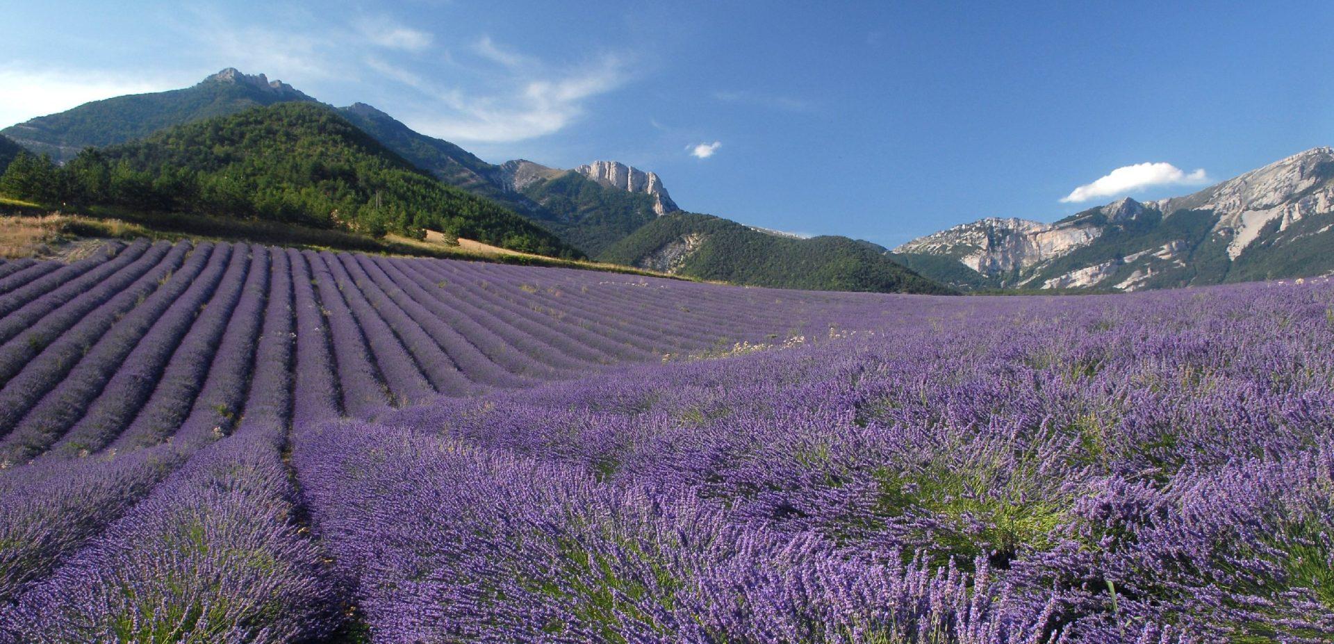 Champ de lavandin en fleur à Chamaloc dans la Drôme au pied des montagnes du Vercors