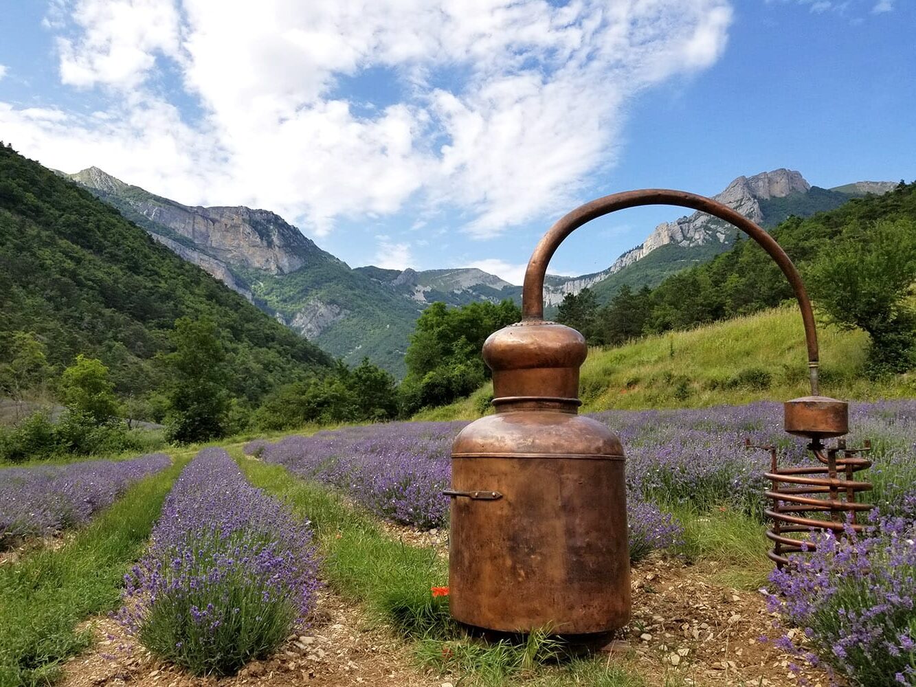 Champs de lavande fine en fleur à Chamaloc, Drôme — Distillerie des 4 Vallées