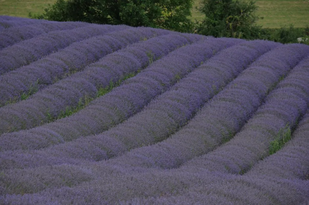 Champ de lavandin en fleur