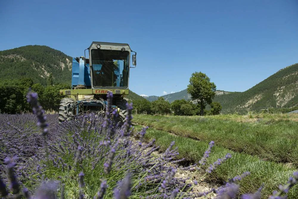 Ensileuse, récolte du lavandin