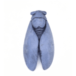 Cigale plâtre peint et ciré GM 25 cm