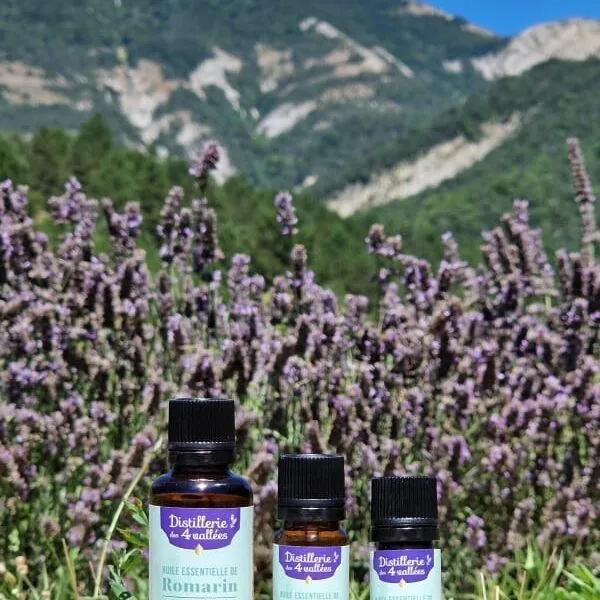 Huile essentielle de romarin à camphre Bio - Codigoutte