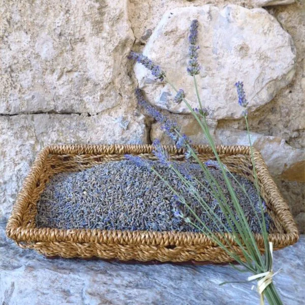 Fleurs de lavandin séchées