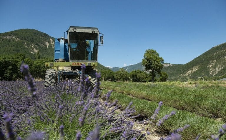 ensileuse pour la récolte du lavandin prestation professionnelle en Drôme