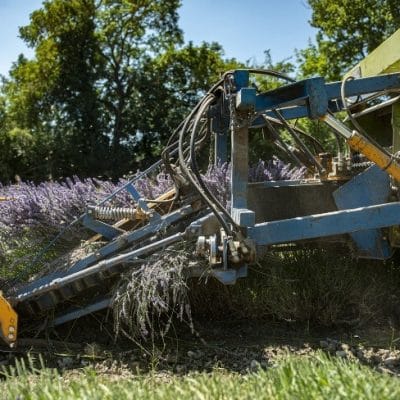 coupe de lavande et lavandin à l’ensileuse en Auvergne-Rhône-Alpes