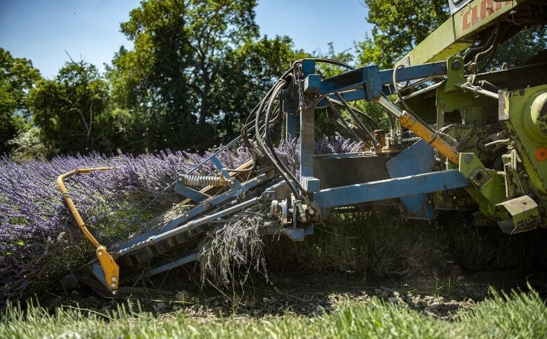 coupe de lavande et lavandin à l’ensileuse en Auvergne-Rhône-Alpes