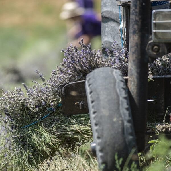 récolteuse de lavande Rey Concept pour une coupe précise des plantes aromatiques
