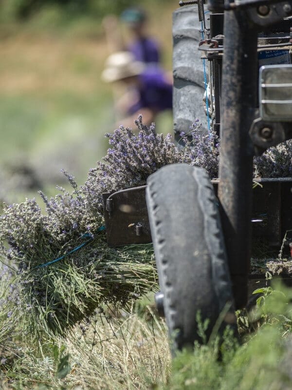 récolteuse de lavande Rey Concept pour une coupe précise des plantes aromatiques