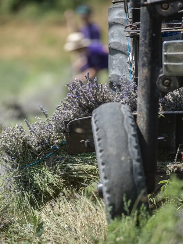 récolteuse de lavande Rey Concept pour une coupe précise des plantes aromatiques