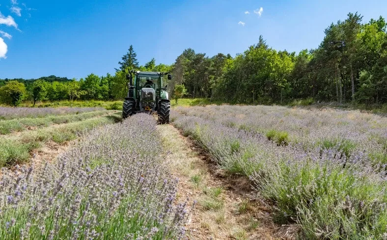récolte de la lavande à Chamaloc avec coupeuse derrière tracteur en été