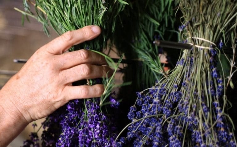 bouquet de lavande bleue coupé à la main
