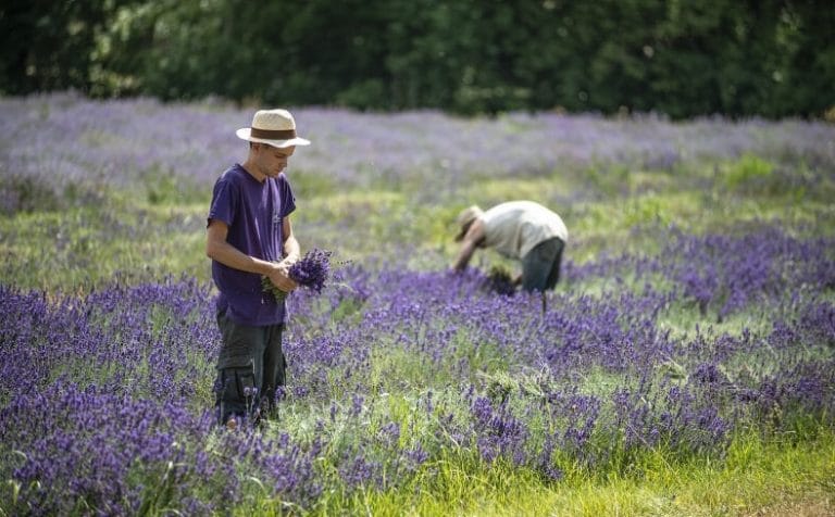 travail saisonnier dans les champs de lavande en Drôme