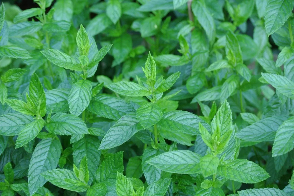 elfbar nachfüll pod läuft aus E liquide menthe main image 0