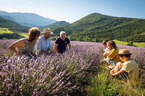 62a8b0ce0000000000000008_MEDIUM.jpg randonnée champs de lavandes