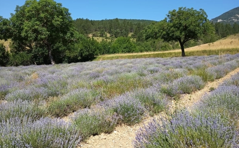 Champ de lavande fine de population en fleurs cultivé à Chamaloc dans la Drôme