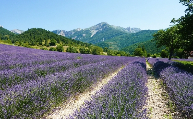 Champ de lavandin Lavandula hybrida en fleurs à Chamaloc dans la Drôme