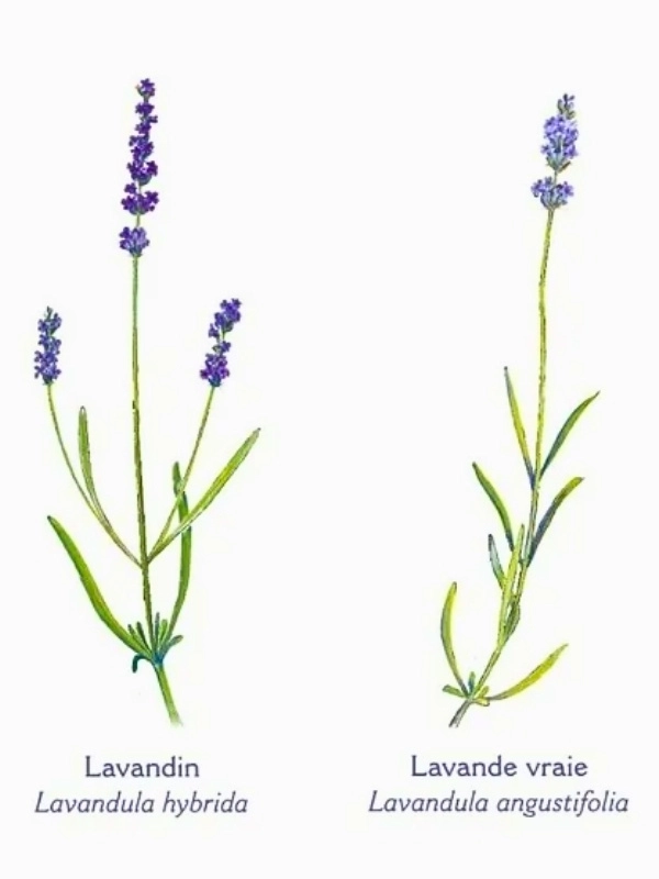 Différence entre les fleurs de lavande fine Lavandula angustifolia et de lavandin Lavandula hybrida