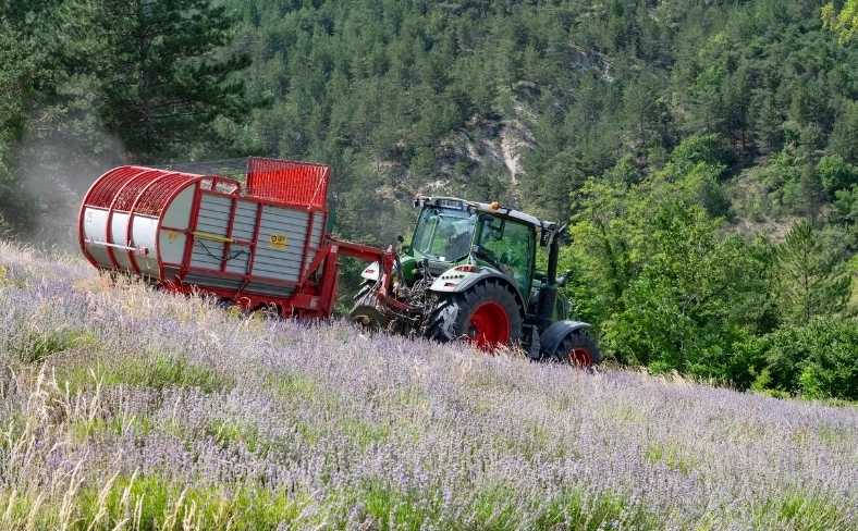 Récolte de la lavande fine à Chamaloc avant préfanage et distillation