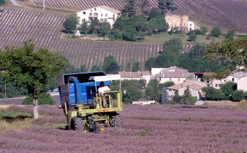 Récolte du lavandin à Chamaloc en ensileuse dans les années 2000