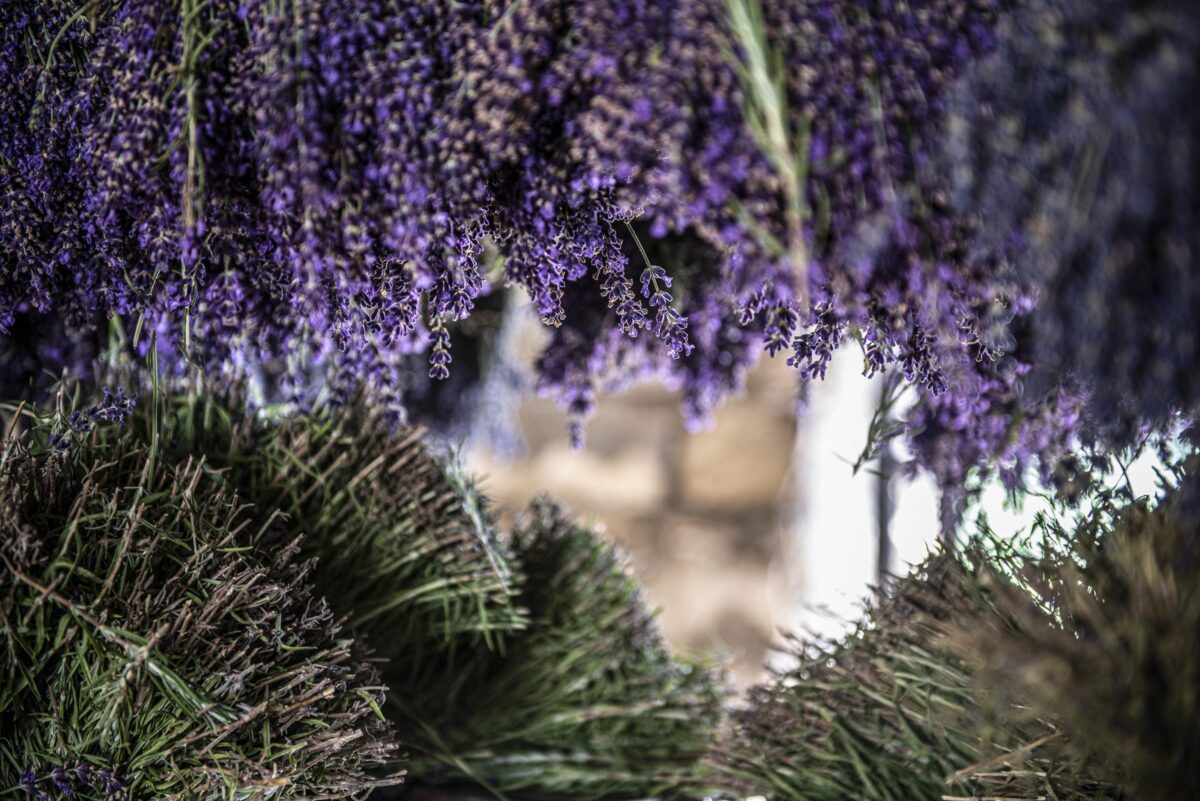 Gerbes de lavande en train de séchée pour fleurs mondées